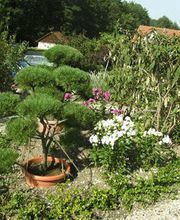 BAUMSCHULE VOGEL Bild 1