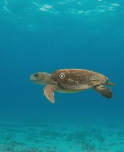 Manta Scuba Dive & Snorkel Cancun imagen 9