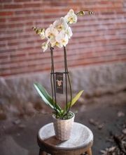 Lucilles Floral Designs image 5