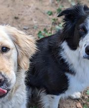 Patte et Museau image 17