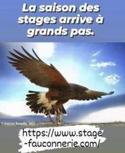 Stages Fauconnerie Lyon , Elevage de rapaces, Effarouchement pigeon, Rhône-Alpes, Bourgogne-Franche-Comté, Saône et Loire image 15