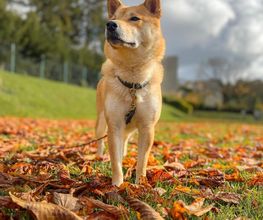 Dog & Picture image 1