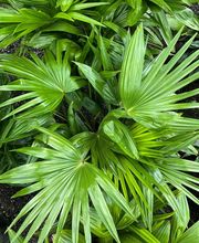 Midtown Garden Center image 8