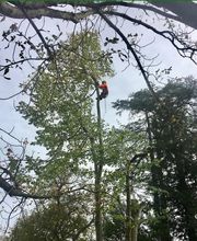 BC Service Élagage image 11