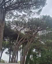 Au Gré Des Arbres image 8