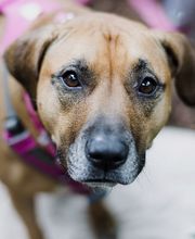 Kleintierpraxis Dr. Witschi Bild 3