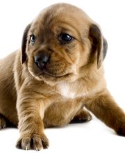 Kleintierpraxis Heiner Krebber Bild 2