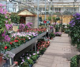 Blumen Eichenberger Oberrieden Bild 7
