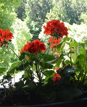 Gasthaus Krone Bild 10