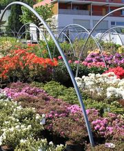 Bernhard Baumschulen AG Bild 4