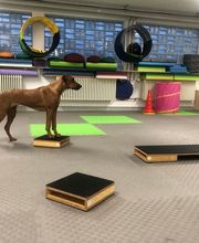 Hundefitness - DOX.fitness - Hundeschule | Schliersee