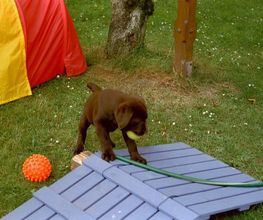 Die Schule der Labradorfreunde Bild 7