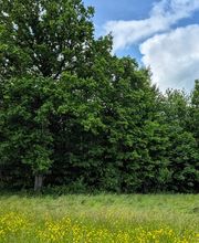 FriedWald Friolzheim Bild 2