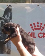 Elevage Des Princes De L'albinol image 17