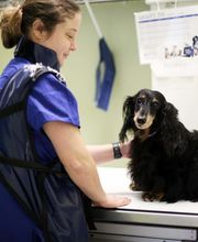 Animal Hospital of Dunedin image 3