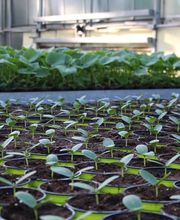 Gärtnerei Schlegel Hinterholz Bild 8