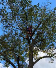 Limaj - Garten und Gebäudeservice Bild 8