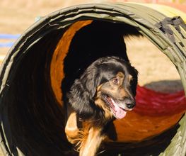 Hundeschule Mosig Bild 9