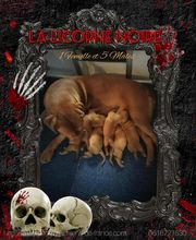 La Licorne Noire image 3