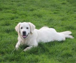 Schall´s Kennel Bild 1