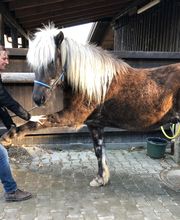 Nicola Annaberger, Pferdeosteopathie Oberland, Pferdephysiotherapie Oberbayern, Pferdeosteopathie Oberbayern, Osteo Pferd Bild 3