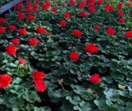 Blumen Hirt Bild 8