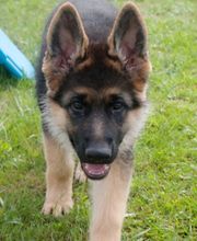 Happy-Dog-School Bild 1