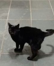 Schroon River Animal Hospital image 8