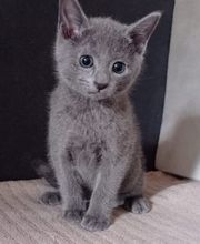 Animal Passion image 6