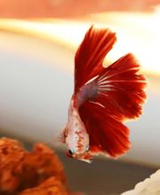 Restaurant La Vieille Braise SARL image 4