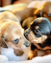 Mobile Hundeschule Speyer Bild 1