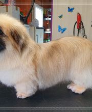 Salon de Toilettage le Poil Rebelle image 4