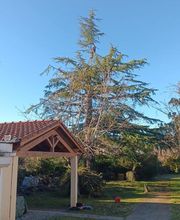 Lopez Dominique le Grimpereau image 4