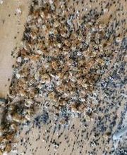 Windy City Bed Bug Specialists image 11