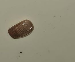 232781963-1-BhZfitRSi51703759470021.jpeg