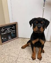 Brookhill Animal Hospital image 8