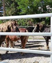 Arca Veterinaria imagen 19