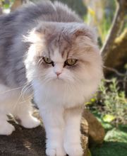 Le Clos des Coussinets image 3