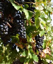 LES 3 DOMAINES image 6