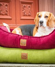 Visco4Dogs GbR Bild 7