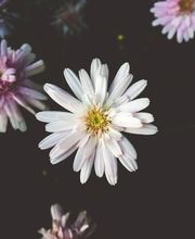 Bestattung Domke Bild 1