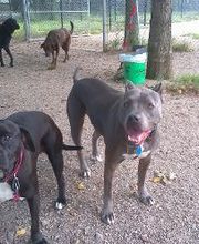 Brentwood Animal Campus image 16