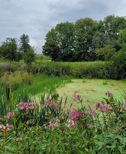 FriedWald Schurwald Bild 4