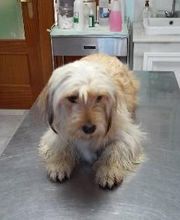 Centro Veterinario Guillena imagen 1