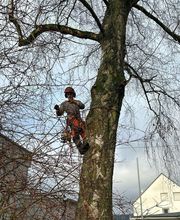 Baumdienst Behan Bild 7