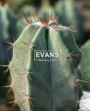 Evans Nursery LLC image 19