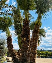 Cultur'Arbres image 12