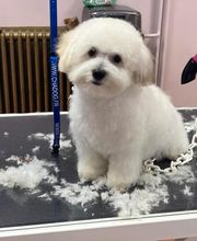 O'Beau Cabot image 2