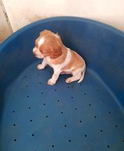 Élevage familial de la Pomaille image 7