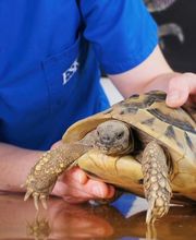 ENNETSeeKLINIK für Kleintiere Bild 2
